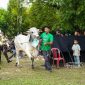 Bupati di Berbagai Daerah Apresiasi Penyaluran 281 Hewan Kurban PT Timah