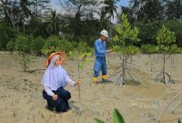 PT TIMAH Tanam 36.100 Mangrove Sepanjang 2025, Perkuat Ekosistem Pesisir dan Dukung Target Net Zero Emissions