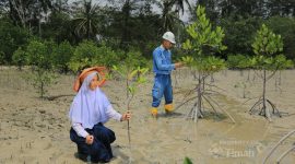 PT TIMAH Tanam 36.100 Mangrove Sepanjang 2025, Perkuat Ekosistem Pesisir dan Dukung Target Net Zero Emissions