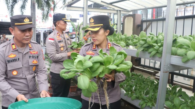 Dukung Ketahanan Pangan, Polsek Meral Panen 50 Kilogram Pakcoy dari Hidroponik