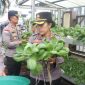 Dukung Ketahanan Pangan, Polsek Meral Panen 50 Kilogram Pakcoy dari Hidroponik