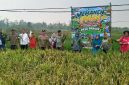 Karimun Mulai Kembangkan Pertanian Lokal, Desa Pangke Karimun Bidik 20 Hektare Sawah pada 2027